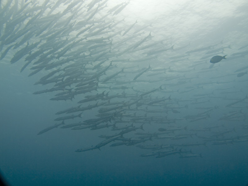 Barracuda, Turtle Patch